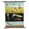 Tableau Mural Insectes Moustiques Naturalistes par Jung Koch Quentell 1