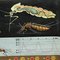 Stampa artistica raffigurante zanzare e insetti di Jung Koch Quentell, Immagine 5