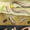 Earthworm Lumbricidae Wall Chart Life Art Print by Jung Koch Quentell, Image 2