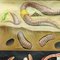 Lámina Earthworm Lumbricidae Wall Chart Life de Jung Koch Quentell, Imagen 2