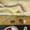 Affiche Murale Earthworm Lumbricidae Life Art Print par Jung Koch Quentell 3