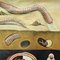 Earthworm Lumbricidae Wall Chart Life Art Print by Jung Koch Quentell, Image 3