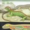 Amphibians Sand Lizard Lacerta Agilis Wallchart Art Print by Jung Koch Quentell 2