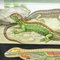 Amphibians Sand Lizard Lacerta Agilis Wallchart Art Print by Jung Koch Quentell, Image 2