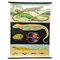 Affiche Amphibiens Sand Lizard Lacerta Agilis par Jung Koch Quentell 1