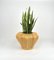 Rattan Cachepot Vase or Plant Holder, Italy, 1970s 6