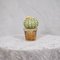 Planta de cactus de cristal de Murano verde y naranja, 1990, Imagen 3