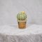 Grün-orangefarbene Murano Kunstglas Kaktuspflanze, 1990 1