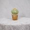 Green & Orange Murano Art Glass Cactus Plant, 1990, Image 8