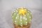 Green & Orange Murano Art Glass Cactus Plant, 1990, Image 6