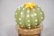 Green & Orange Murano Art Glass Cactus Plant, 1990 2
