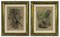 Emil Hochdanz, Insects, Original Lithographs, 1868, Framed, Set of 2 1