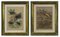 Emil Hochdanz, Flora and Fauna, Original Lithographs, 1869, Framed, Set of 2 1