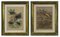 Litografías originales de Emil Hochdanz, Flora and Fauna, 1869. Juego de 2, Imagen 1