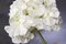 Composition d'Arrangement Eternity Cubo Hydrangea de VGnewtrend, Italie 3