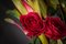 Arreglo de composición italiana Eternity Okinawa de rosas de VGnewtrend, Imagen 3