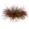 Italian Eternity Slim Pine Bush Set Arrangement Composition from VGnewtrend, Image 1