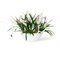 Italienisches Schiff Bromelia Set Komposition von VGnewtrend 1