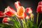 Italian Eternity Fazzoletto Tulip Set Arrangement Composition from VGnewtrend, Image 3