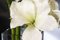 Italian Eternity Amaryllis Radish Set Arrangement Composition from VGnewtrend, Image 3