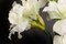 Italienische Eternity Amaryllis Rettich Set Komposition von VGnewtrend 4