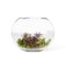 Italian Eternity Oval Fat Plant Set Arrangement Composition from VGnewtrend 1