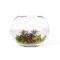 Italian Eternity Oval Fat Plant Set Arrangement Composition from VGnewtrend, Image 1