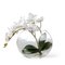 Juego de plantas Eternity ovalado Phalaeno italiano de VGnewtrend, Imagen 1