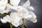 Juego de plantas Eternity ovalado Phalaeno italiano de VGnewtrend, Imagen 4