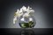 Juego de plantas Eternity ovalado Phalaeno italiano de VGnewtrend, Imagen 2