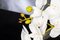 Juego de plantas Eternity ovalado Phalaeno italiano de VGnewtrend, Imagen 3