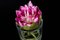 Italian Eternity Segnaposto Lotus Flower Big Set Arrangement Composition from VGnewtrend, Image 4