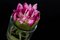 Arreglo de flores de loto segnaposto italiano grande de VGnewtrend, Imagen 3