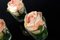 Italian Eternity Placeholder Boccoli Touch Rose Set Arrangement Composition from VGnewtrend 4