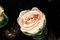 Juego de composición de rosas segnaposto Eternity italiano pequeño de VGnewtrend, Imagen 3