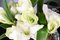 Composizione quadrata Eternity Bulbo Amaryllis di VGnewtrend, Italia, Immagine 6