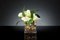 Italian Eternity Square Bulbo Amaryllis Set Arrangement Composition from VGnewtrend 2