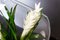 Italian Eternity Oval Bromelia Set Arrangement Composition from VGnewtrend 4
