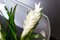 Italian Eternity Oval Bromelia Set Arrangement Composition from VGnewtrend, Image 4