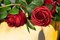 Composition de Composition de Portefeuille Transilvania Roses de VGnewtrend, Italie 4