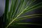 Italian Kentia Palm Set Arrangement Composition from VGnewtrend, Image 4