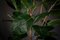 Arrangiamento di Ficus Atollo dorato di VGnewtrend, Italia, Immagine 5