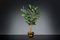 Arrangiamento di Ficus Atollo dorato di VGnewtrend, Italia, Immagine 2
