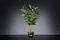 Italian S Gold Atollo Ficus Set Arrangement Composition from VGnewtrend 2