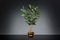 Italian S Gold Atollo Ficus Set Arrangement Composition from VGnewtrend, Image 2