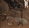 Matita su carta, gallo nero e marrone, XX secolo, Immagine 2