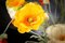 Composizione Eternity Atollo Poppy Flowers di VGnewtrend, Immagine 4