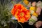 Composition de Composition de Fleurs de Pavot Eternity Atollo de VGnewtrend, Italie 3