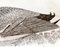 Plato alemán vintage con pájaro de cerámica de Thomas, Imagen 7