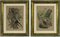 Emil Hochdanz, Insects, Original Lithographs, 1868, Framed, Set of 2 1